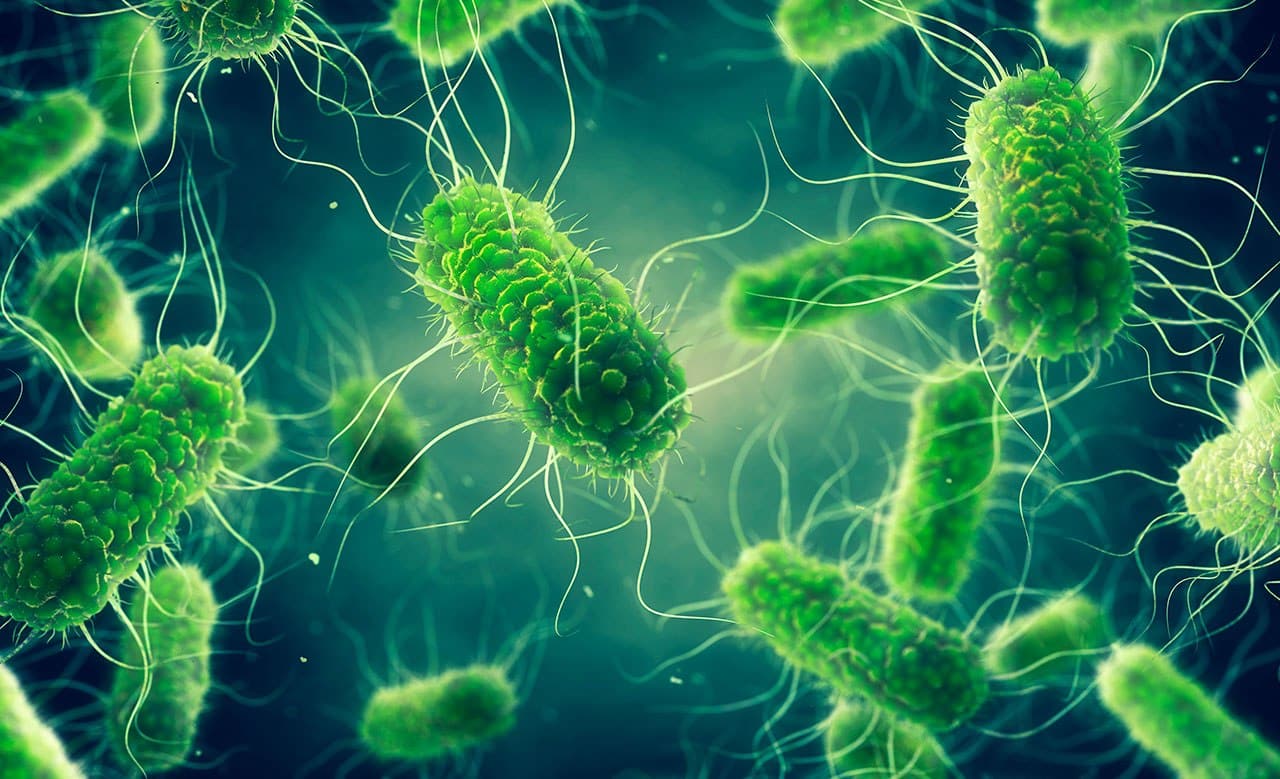 Infección por salmonella Proquimed Laboratorio Clínico